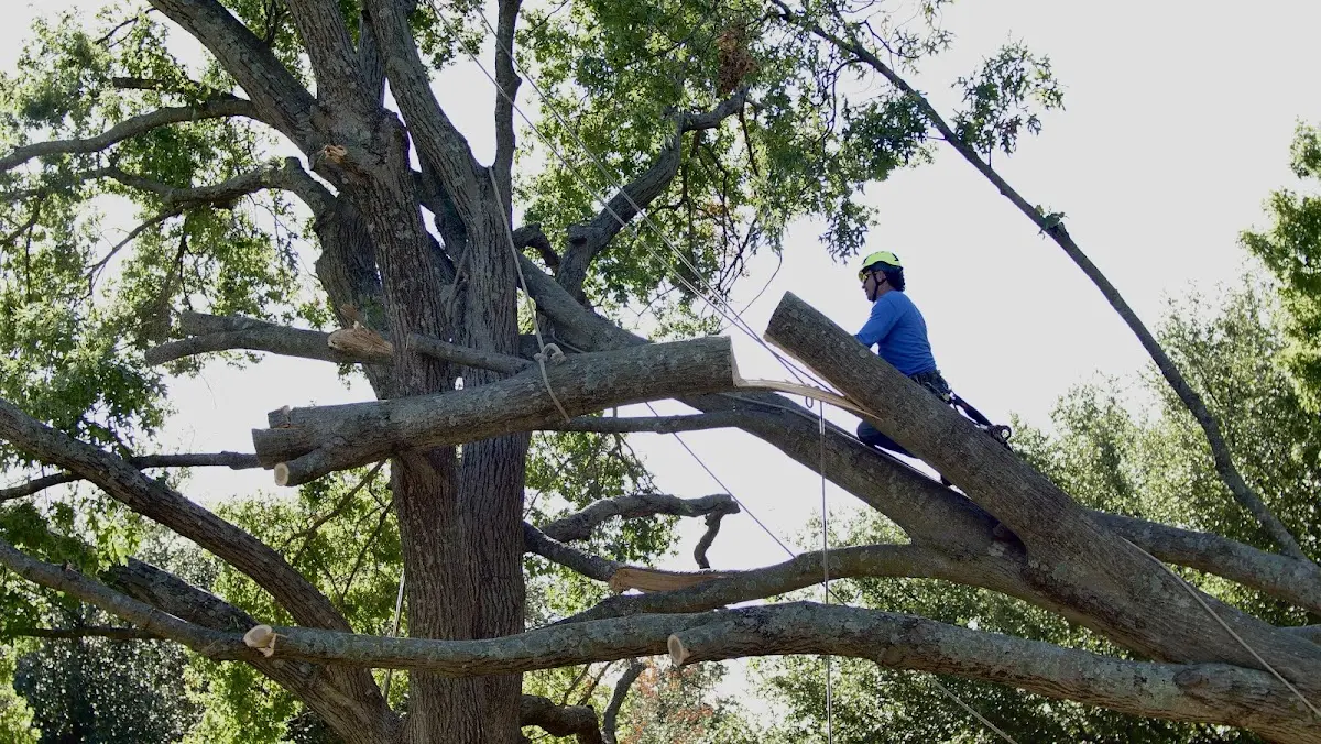 Professional Hazardous Tree Removal performed by certified arborists in Carrollton